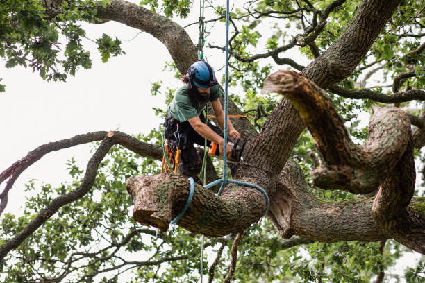 Tree and Shrub Care in Chalfont, PA